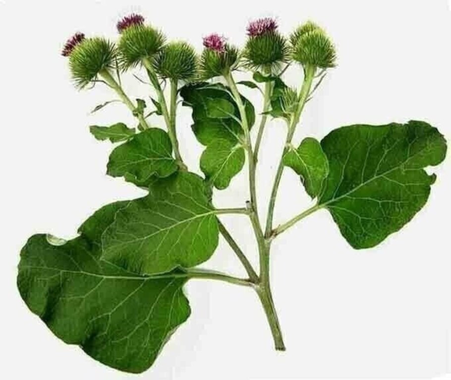 Лопух репейник