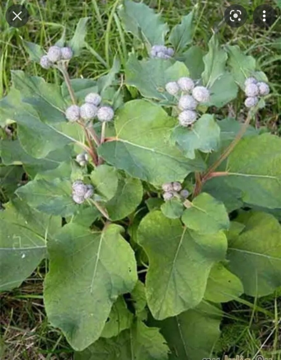 Лопух русский женьшень