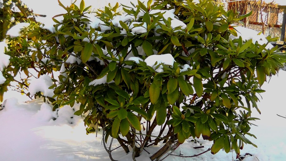 Вечнозеленые кустарники зимой