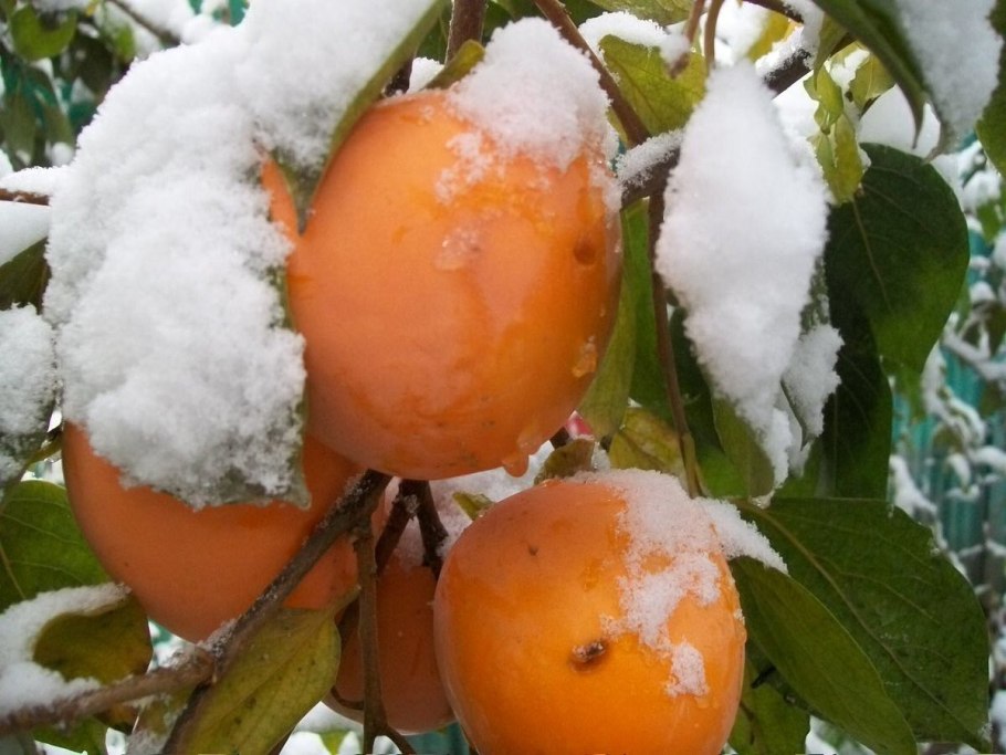 Деревья хурмы в Сочи