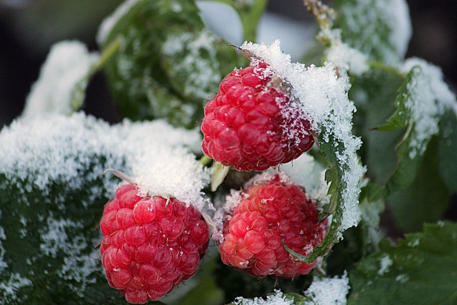 Ягоды под снегом