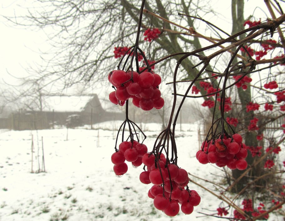 Калина куст зимой