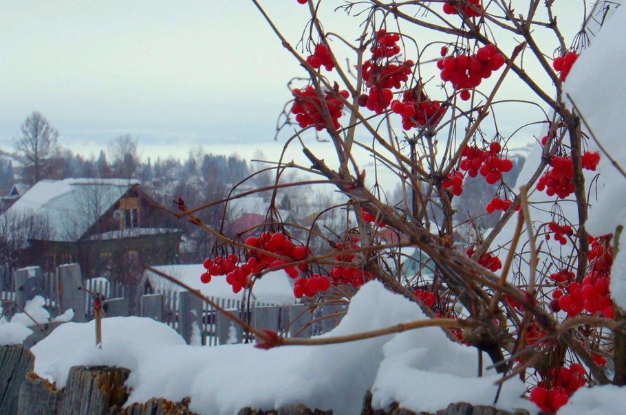Калина красная куст зимой