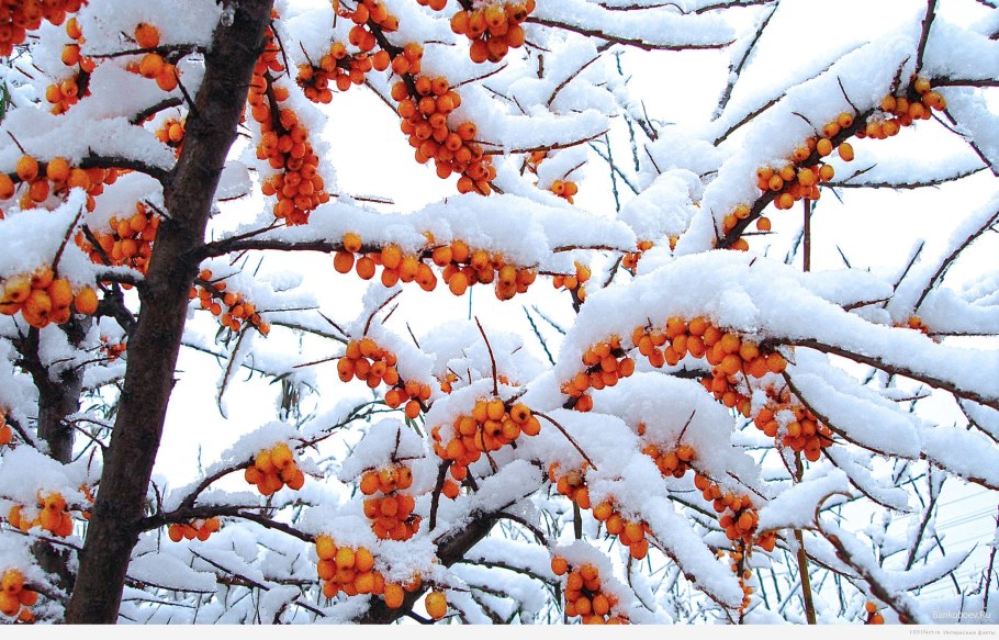 Кустарники зимой