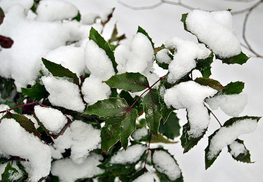 Магония падуболистная под снегом