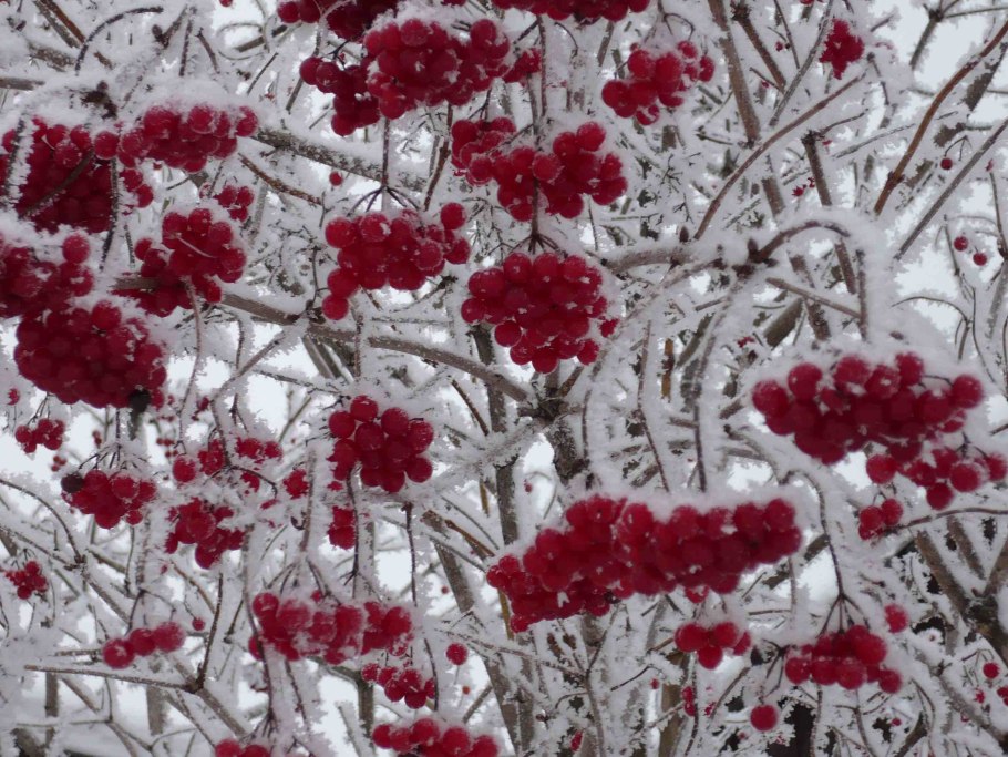 Рябина обыкновенная зима