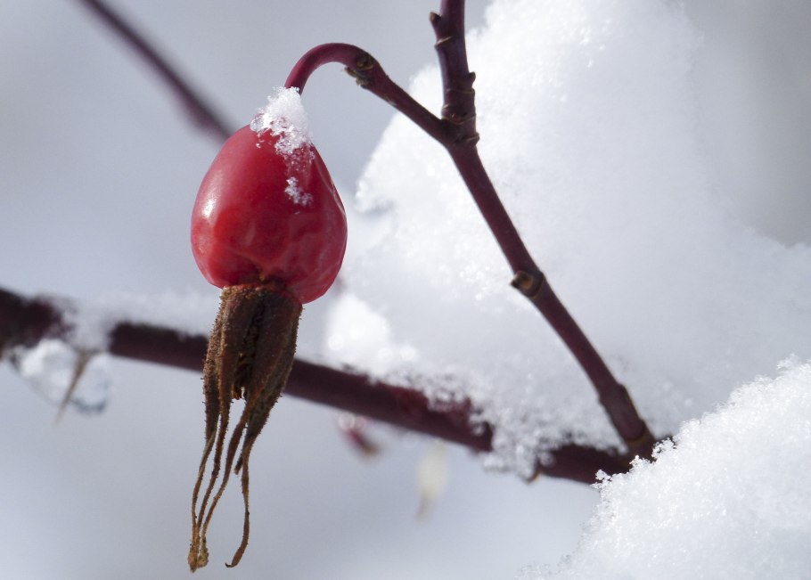 Плоды деревьев зимой