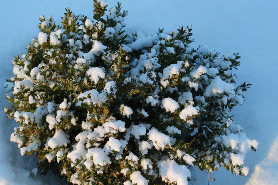 Самшит вечнозеленый зима