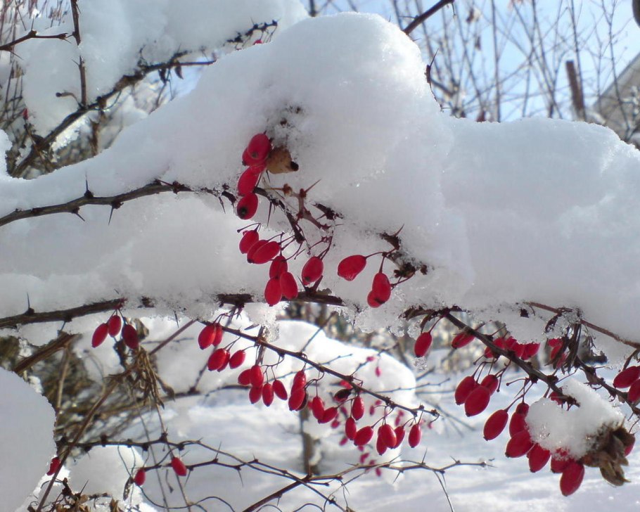 Деревья в зимнем наряде