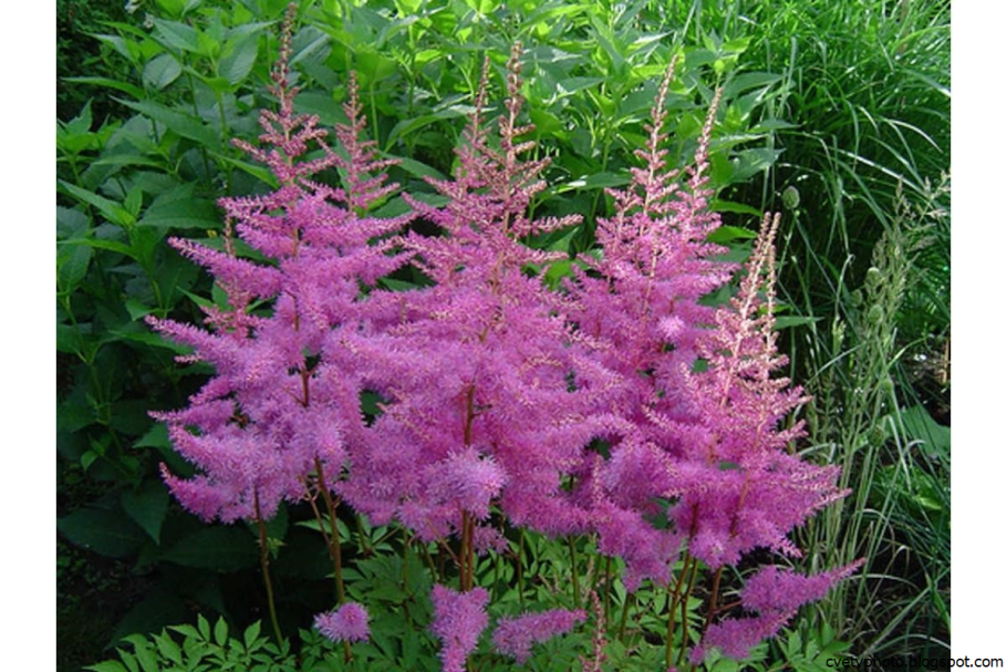 Астильба Арендса аметист