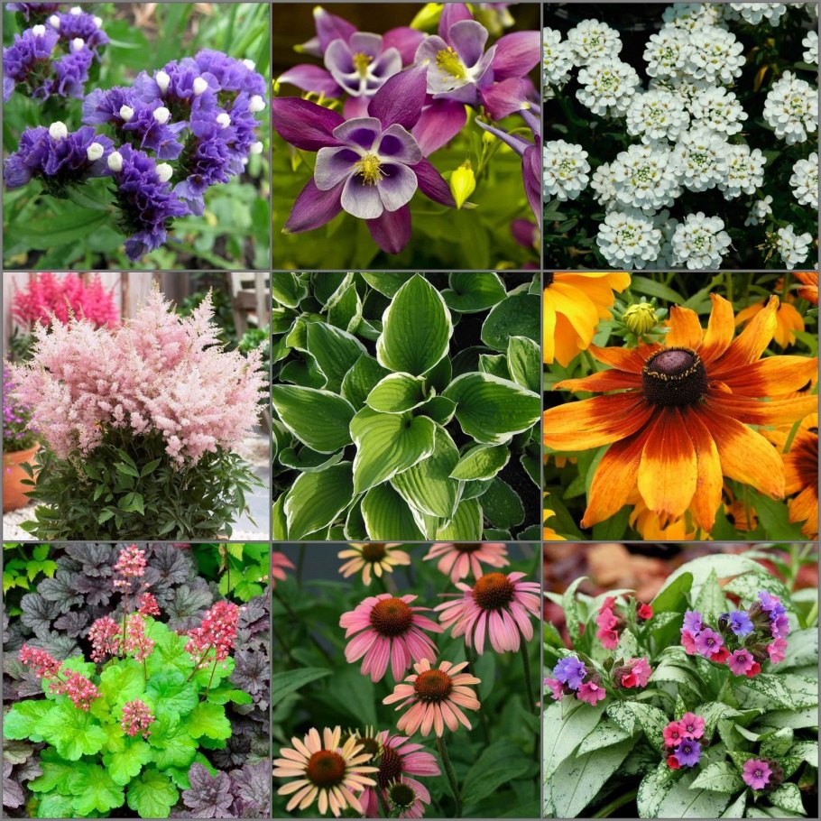 Многолетние цветы каталог