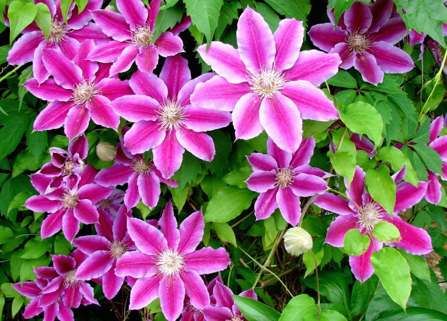 Клематис Pamina