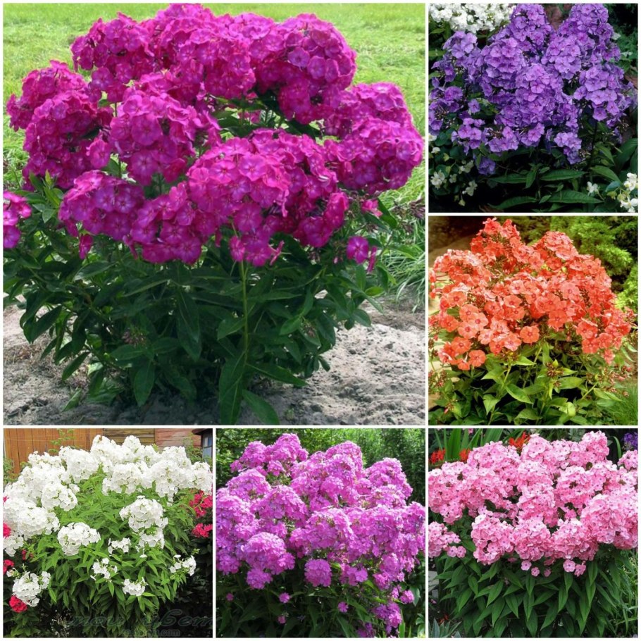 Поздноцветущие многолетники