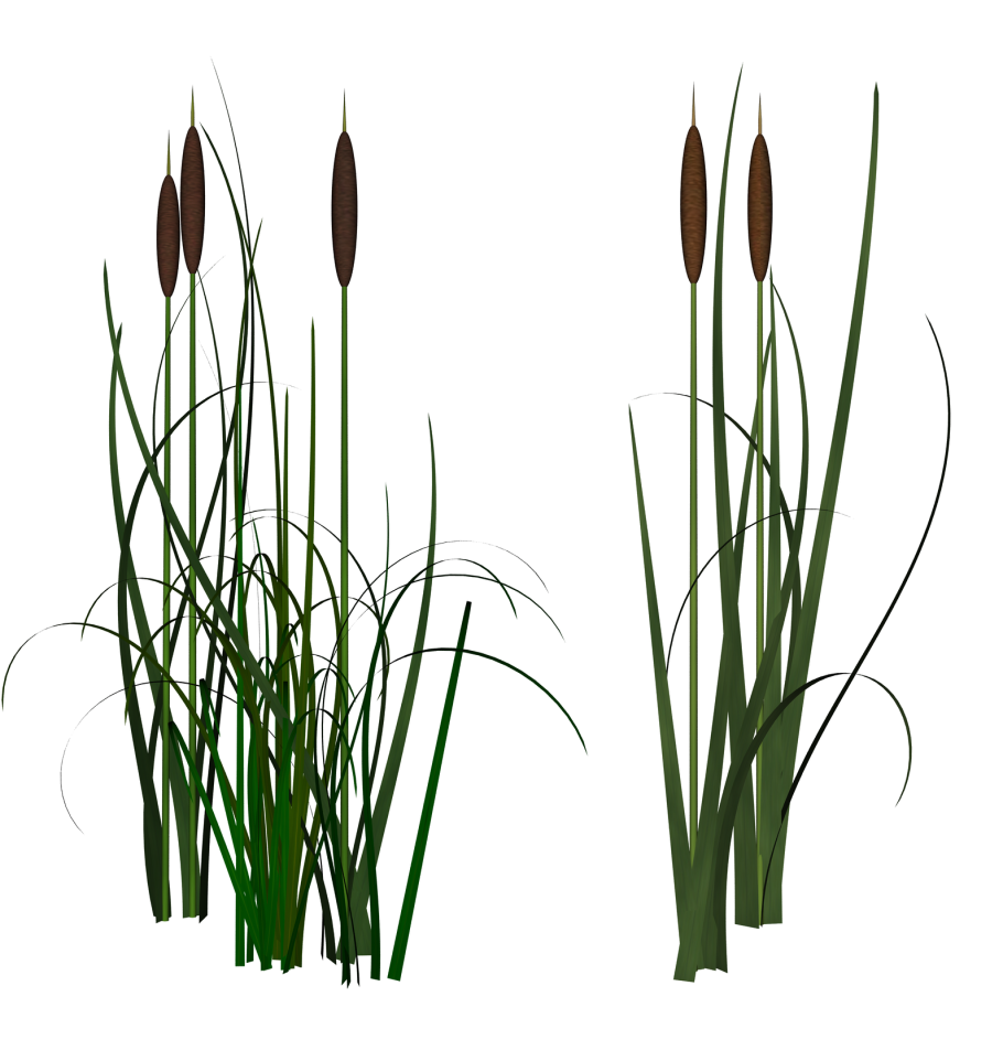 Тростник Южный phragmites Australis