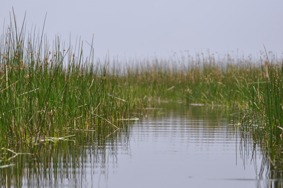 Болотистые болотные травы
