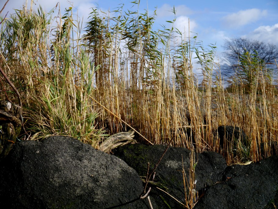 Камыш болото Куминское