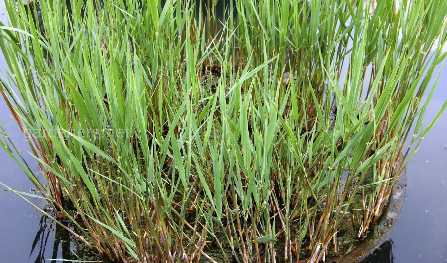 Бамбук болотный трава