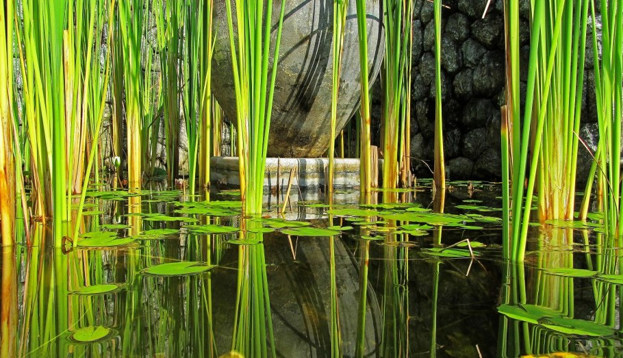 Рогоз узколистный (Typha angustifolia)