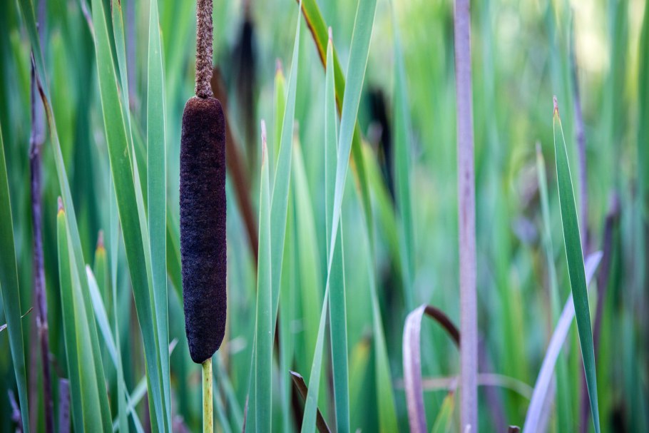 Копьевидный тростник