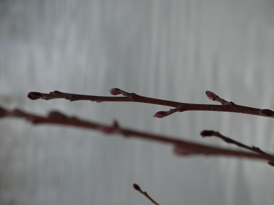 Ольха почки весной