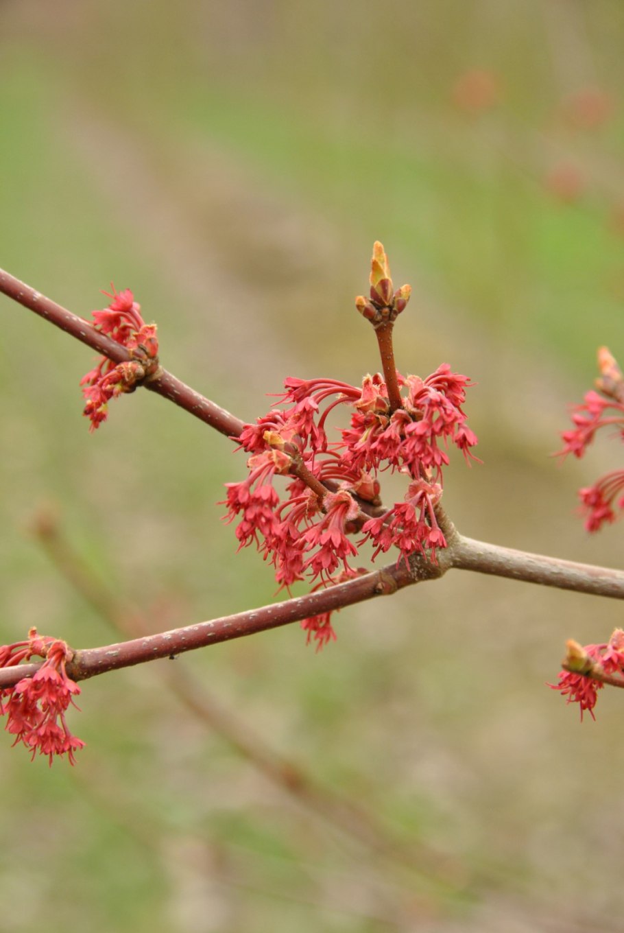 Ольха черная Ботаническая иллюстрация