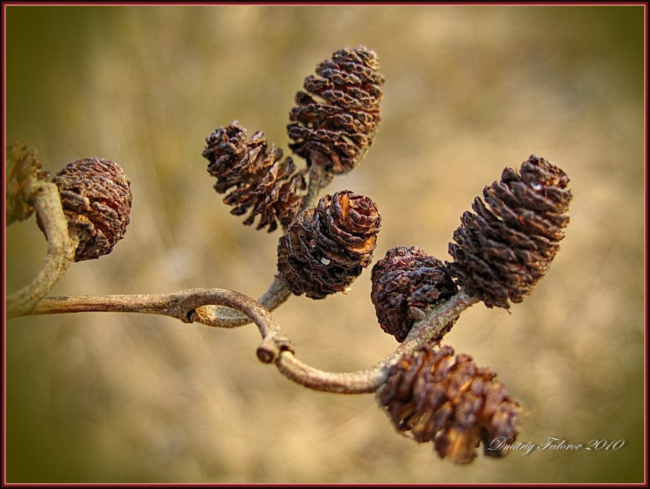 Ольховые почки