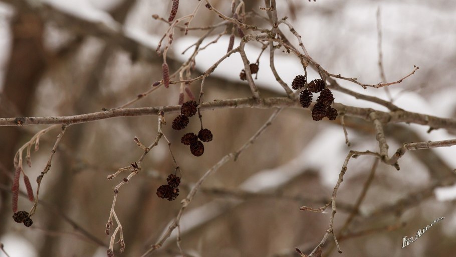 Ольха серая зимой