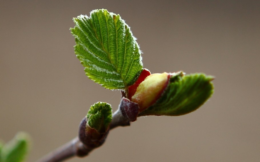 Первые листочки на деревьях