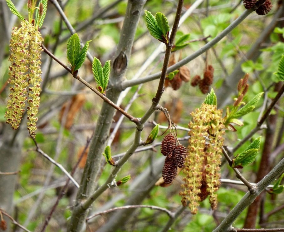 Ольха цветет
