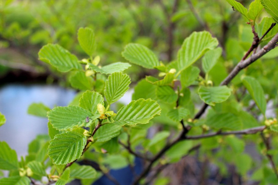 Клен красный почки