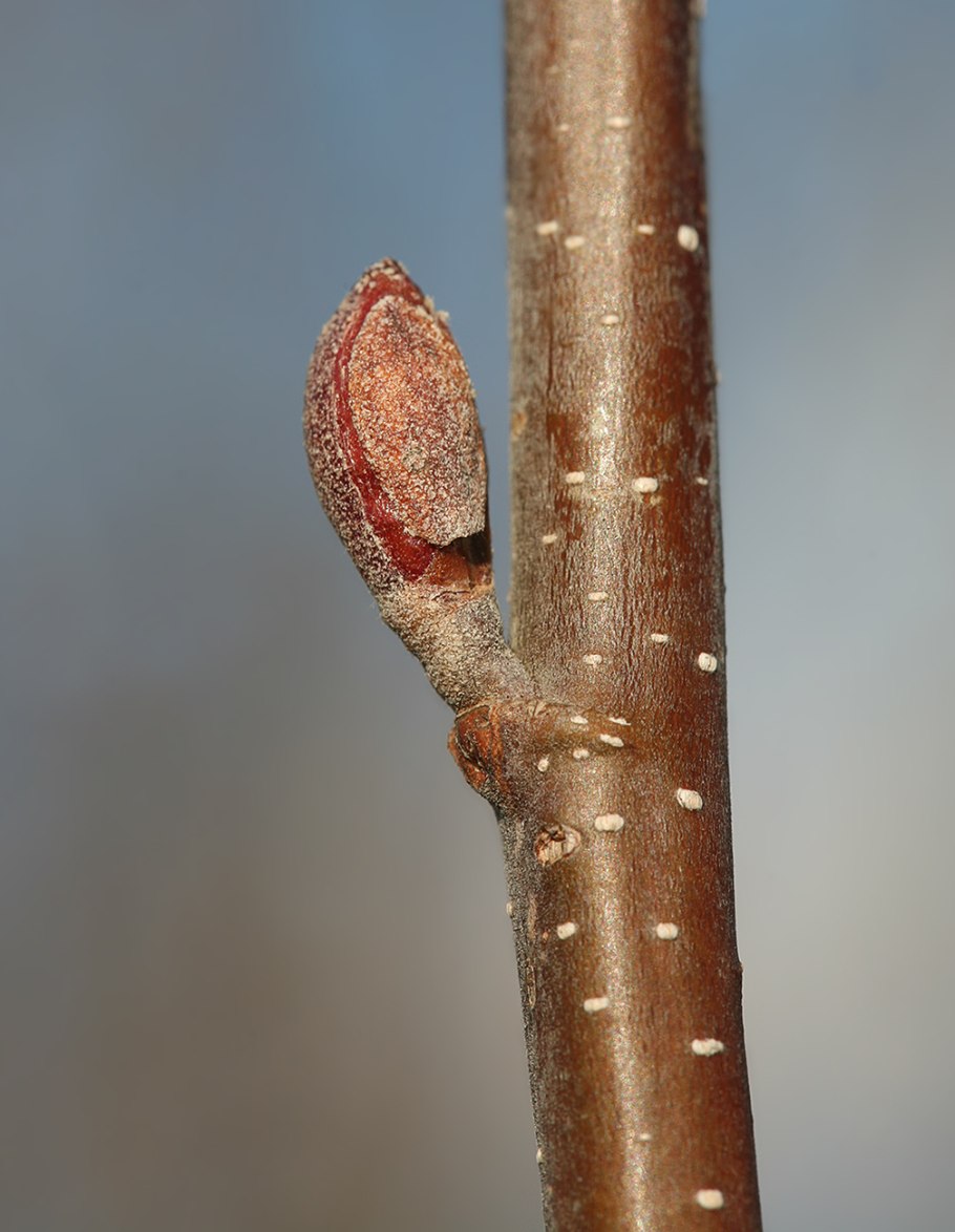 Alnus glutinosa почки