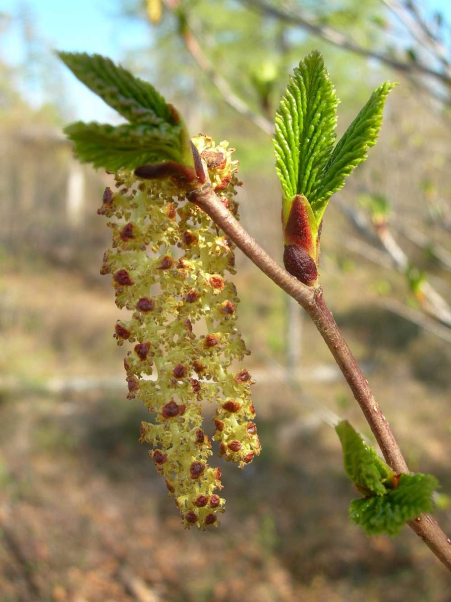Ольха цветение