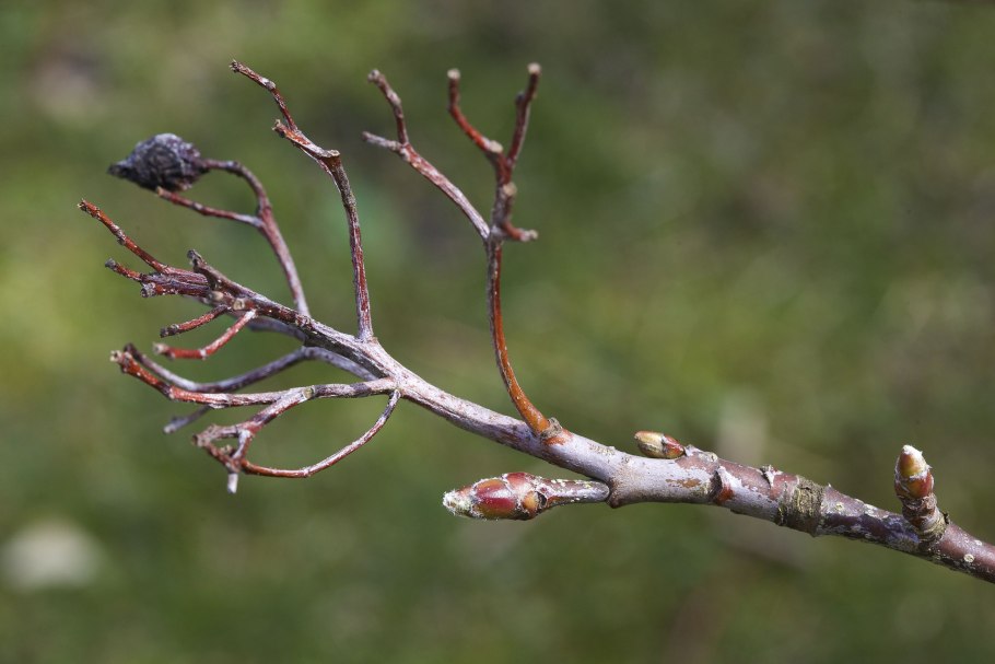 Ольха биология