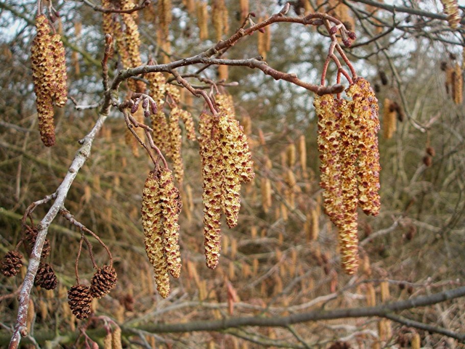 Семена осины
