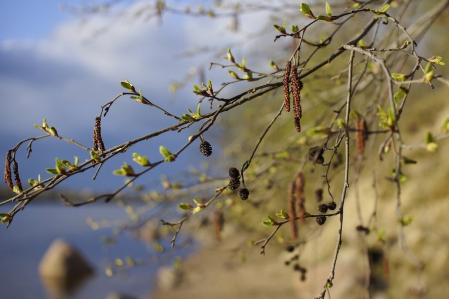 Ветка ольхи