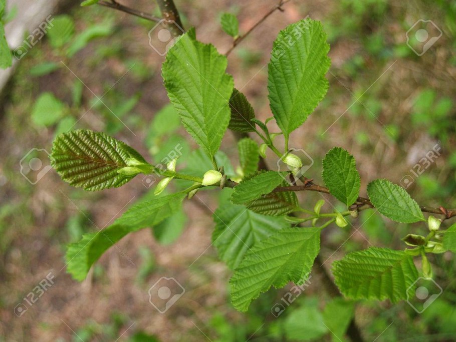 Ольха черная молодая