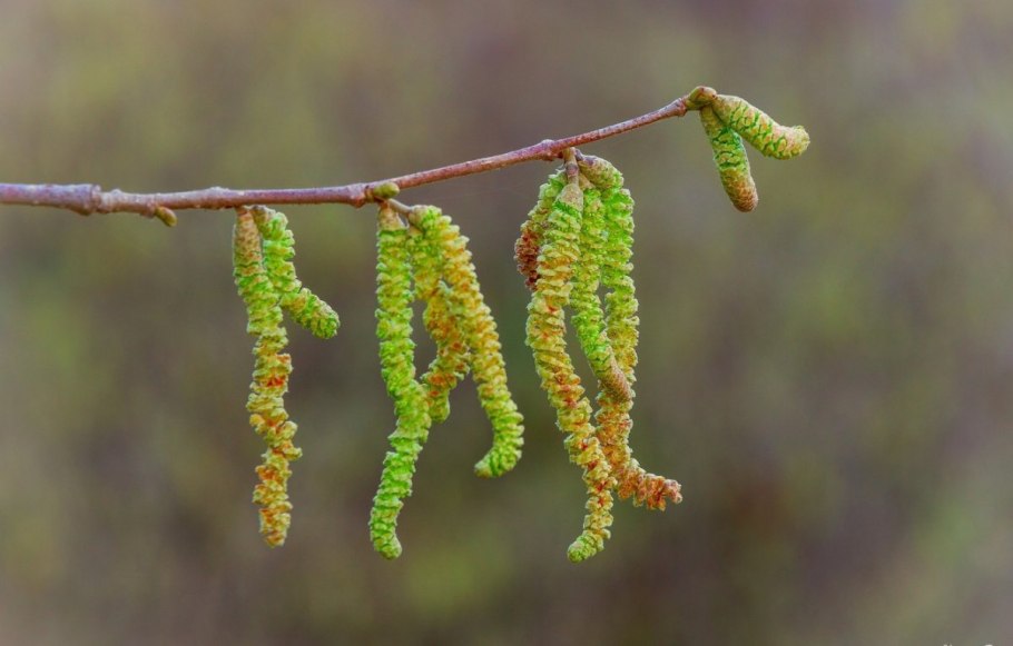 Alnus glutinosa ольха черная цветет