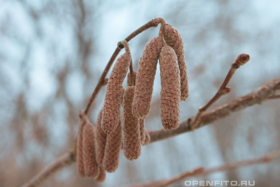 Ольха почки ольхи