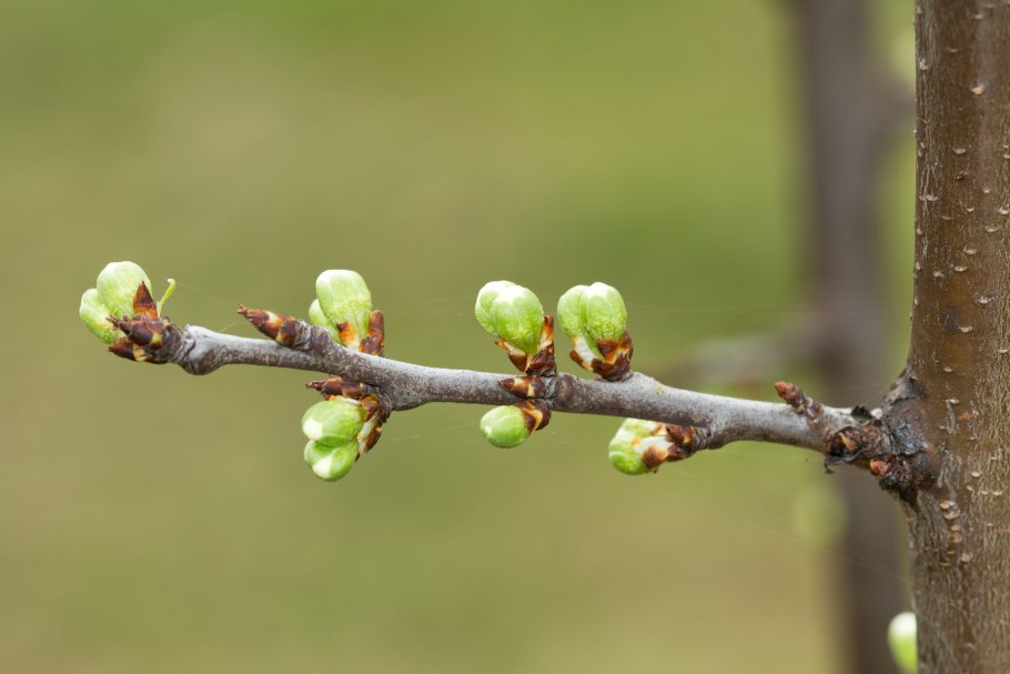 Ольха серая Ауреа