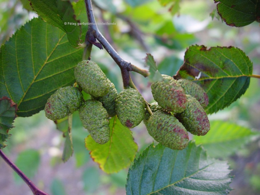 Цветы ольхи фото