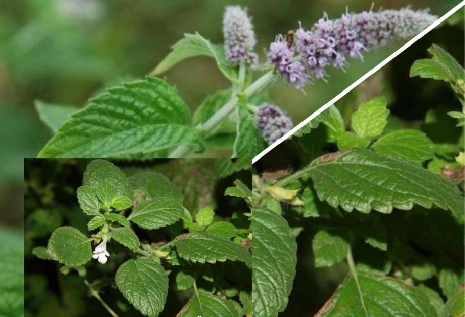 Мята перечная пряность