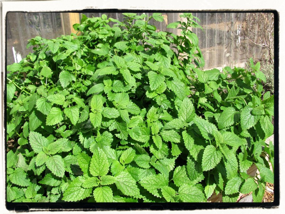 Мята Мелисса перечная мята