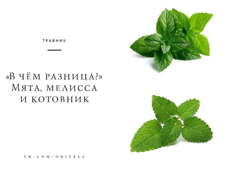 Мелисса и перечная мята