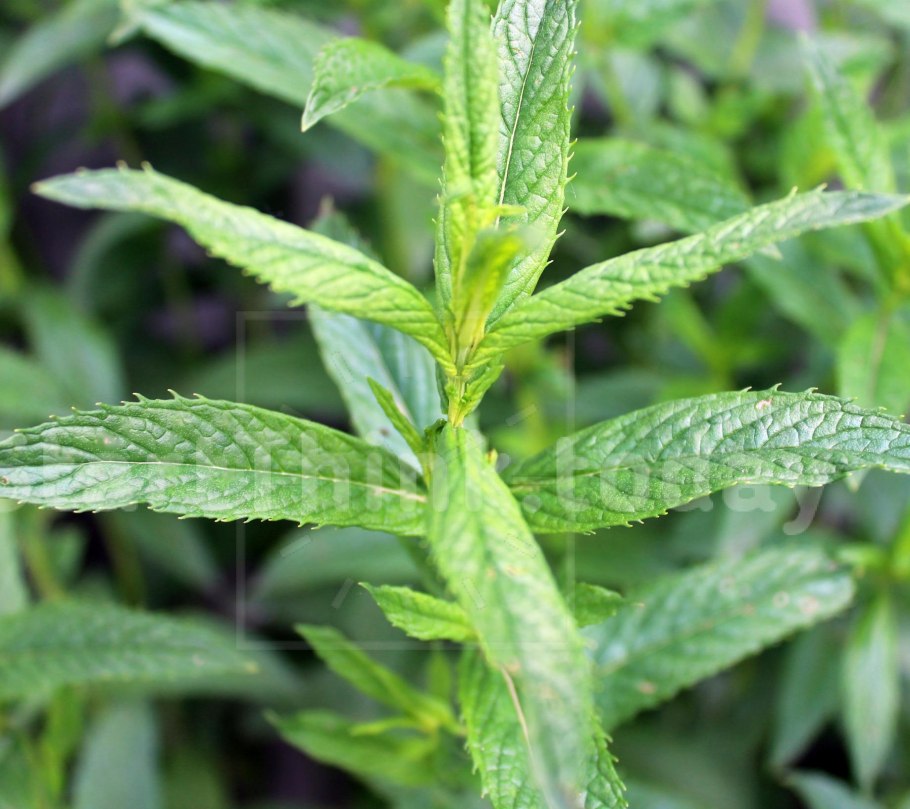 Мелисса мятная