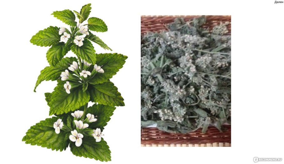 Мяты перечной Мелисса