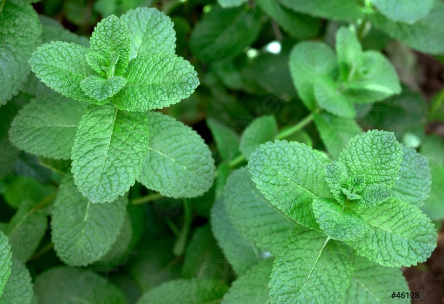 Мята колосистая