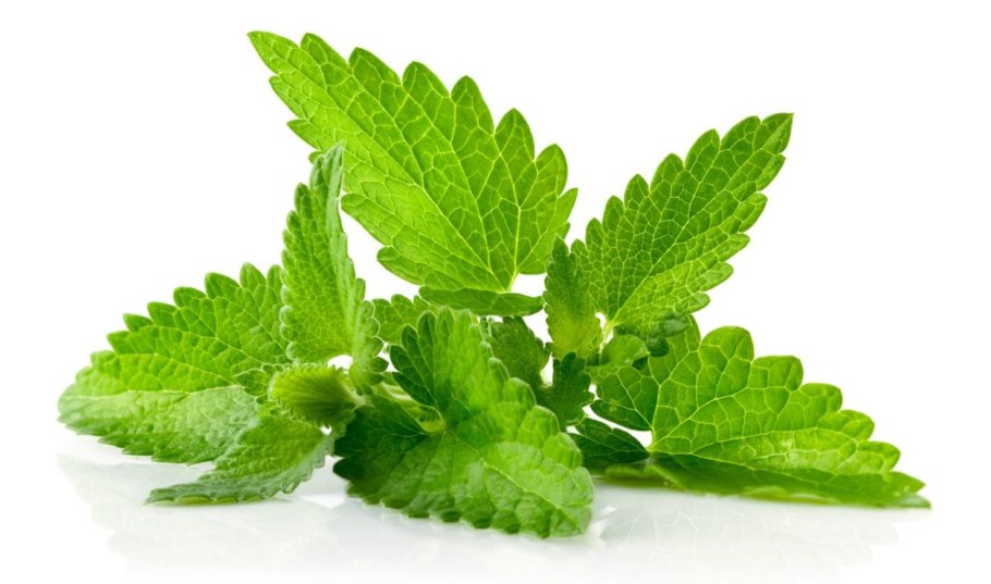 Мята остролистная