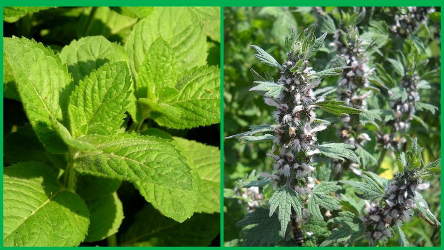 Мелисса мята ментол