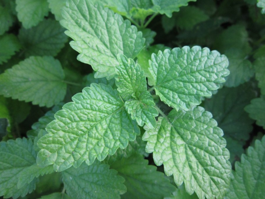 Растение Мелисса и мята