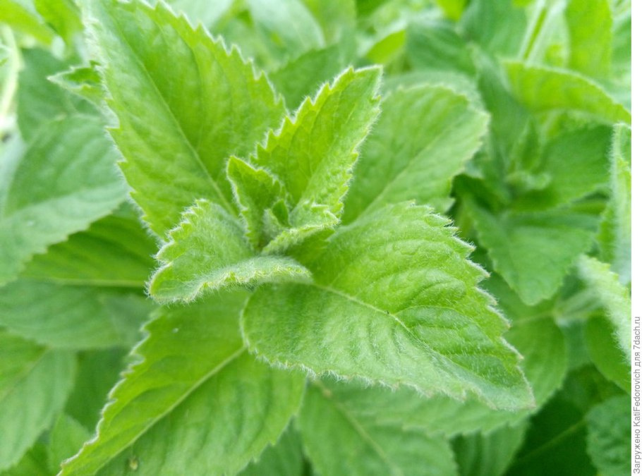 Мята,Мелисса,лимонная мята